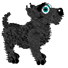 Scottish Terrier - PF Magic