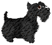 Scottish Terrier - Supernova V1