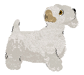Sealyham Terrier - Abnormality V1