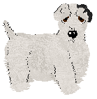 Sealyham Terrier - Nimh