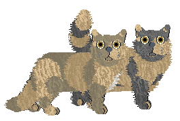 Selkirk Rex - Supernova V1