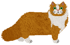 Selkirk Rex - Supernova V2