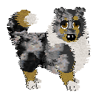 Shetland Sheepdog - Faerie Barn Dance