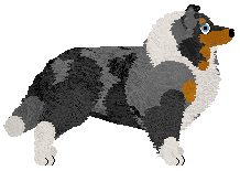 Shetland Sheepdog - Supernova