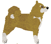 Shiba Inu - Supernova