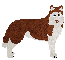 Siberian Husky - Abnormality V3