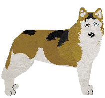 Siberian Husky - Abnormality V2