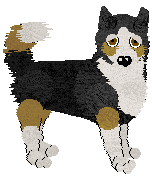 Siberian Husky - Petz Showmania