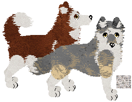 Siberian Husky - Cheetah Kennelz