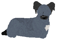 Skye Terrier - Abnormality