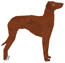 Sloughi - Swallowtail