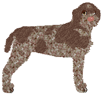 Slovakian Wirehaired Pointer - Supernova