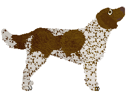 Small Munsterlander - Supernova V2