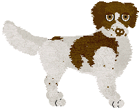 Small Munsterlander - Supernova V1