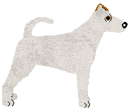 Smooth Fox Terrier - Supernova