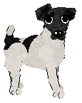 Smooth Fox Terrier - Tikki