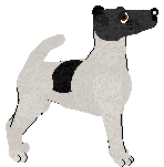 Smooth Fox Terrier - Cierra/Abno/Tikki