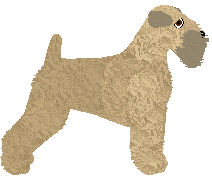 Soft Coated Wheaten Terrier - Abnormality