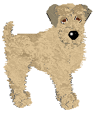 Soft Coated Wheaten Terrier - Sunshine