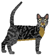 Sokoke - Supernova V2