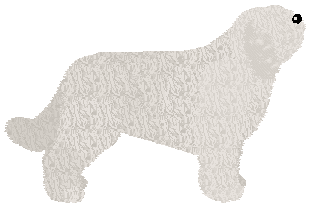 South Russian Ovtcharka - Supernova