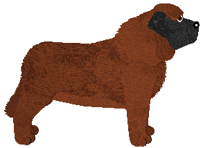 Spanish Mastiff - Java