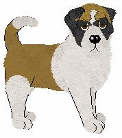 St. Bernard - Abnormality V1 (Shorthaired)