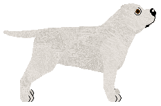 Staffordshire Bull Terrier - Supernova V2 (Modified)