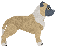 Staffordshire Bull Terrier - Dragonstone