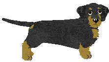 Standard Dachshund - Abnormality (Wirehaired)