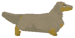 Standard Dachshund - Abnormality (Longhaired) V2