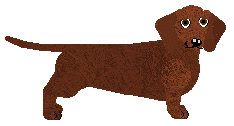 Standard Dachshund - Filigree (Shorthair)