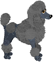Standard Poodle - Abnormality V1