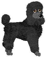 Standard Poodle - Abnormality V1 (Modified)