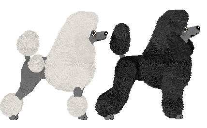 Standard Poodle - Bekki