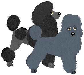 Standard Poodle - Cierra