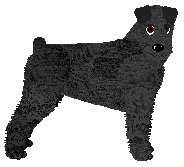 Standard Schnauzer - Supernova V2