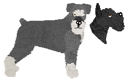 Standard Schnauzer - Abnormality