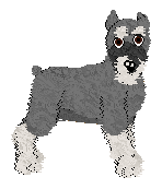 Standard Schnauzer - Faerie Barn Dance