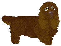 Sussex Spaniel - Cierra