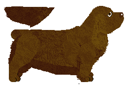 Sussex Spaniel - Abnormality