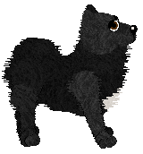 Swedish Lapphund - Abnormality