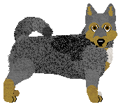 Swedish Vallhund - Supernova V2