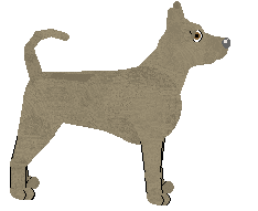 Thai Ridgeback - Supernova V2