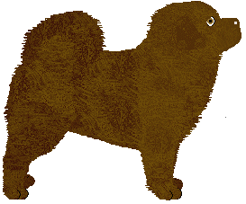 Tibetan Mastiff - Abnormality V3