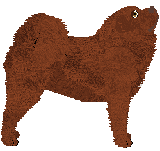 Tibetan Mastiff - Supernova