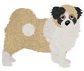 Tibetan Spaniel - Supernova