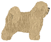 Tibetan Terrier - Abnormality V2