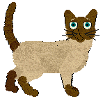 Tonkinese - Supernova V1