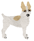 Toy Fox Terrier - Nimh